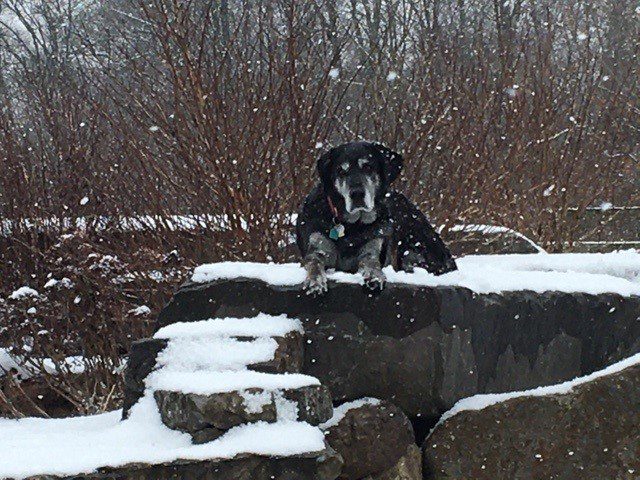 Wizard, a black lab dog laying in the snow.