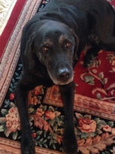Bender, a black labrador dog laying on a rug.