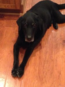 Jet, a black lab laying on a wood floor.