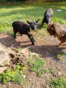 three goats standing in grass