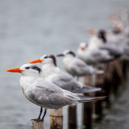 data analytics unified socrecard